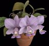 C. nobilior amaliae-venosa 'Mascaras'